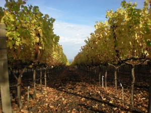 Vines in November